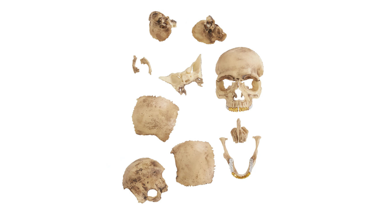 Supreme 4D Model Human Skull
Natural